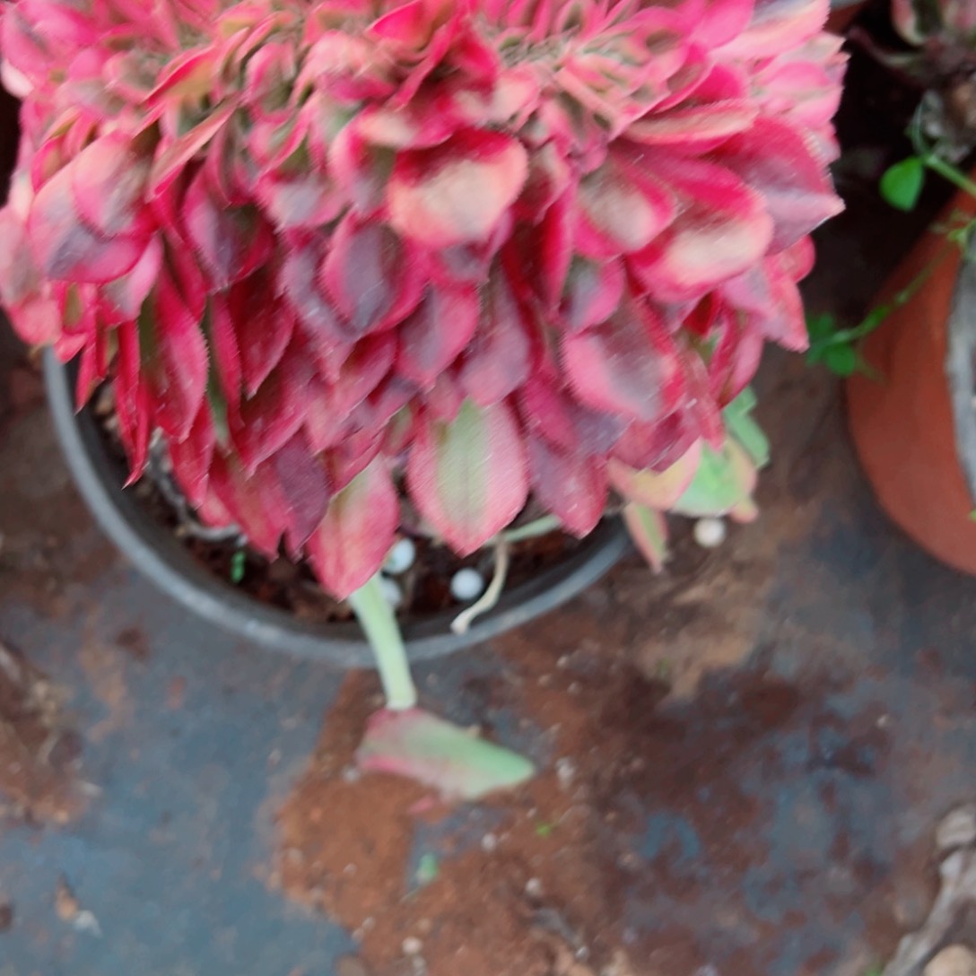 我1442 号多肉法师新年特价倾城