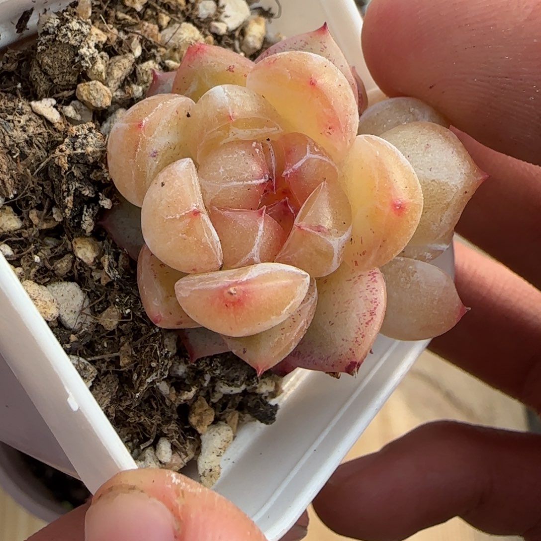 一物一拍麦秆珍妮08049