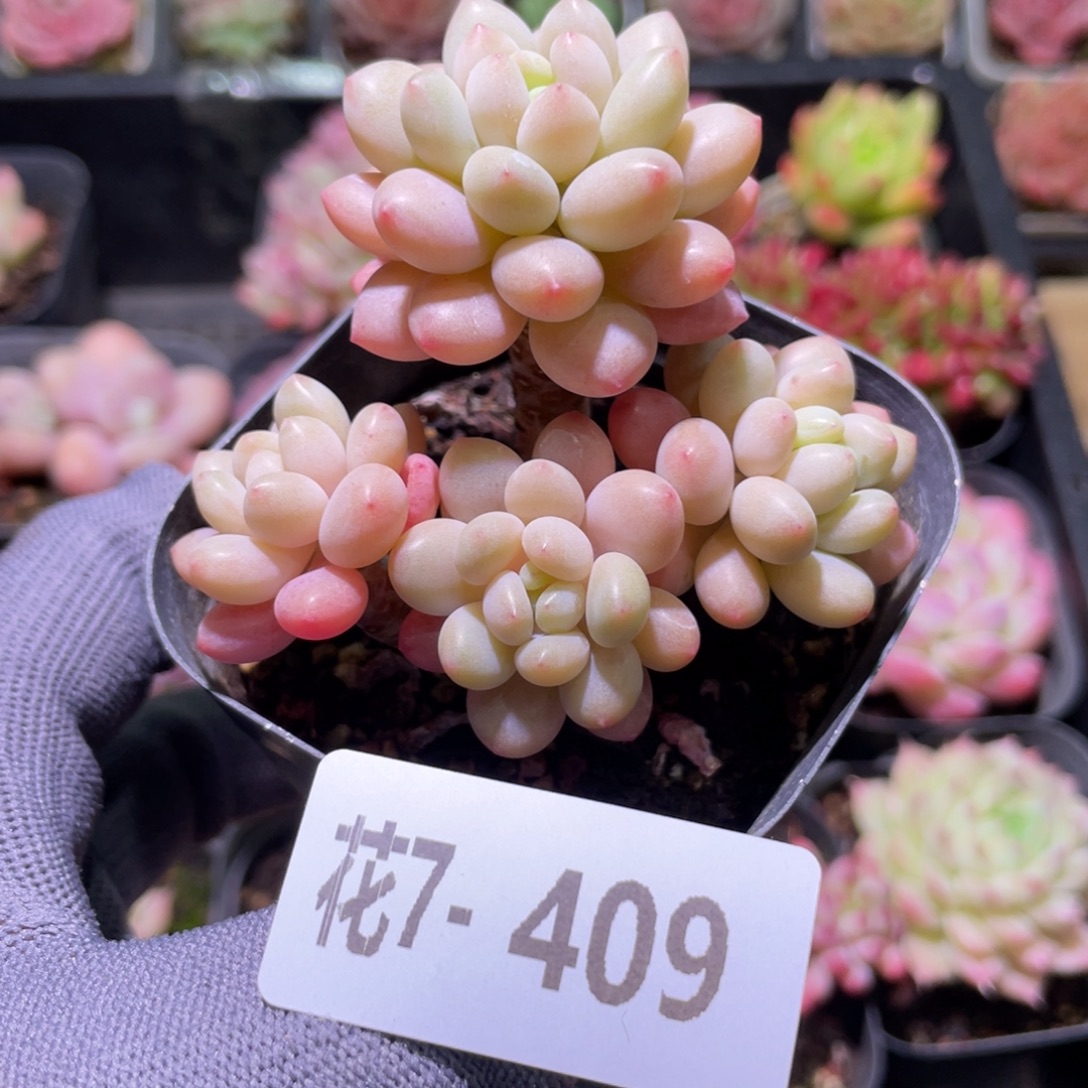 花利美7-409洛可可