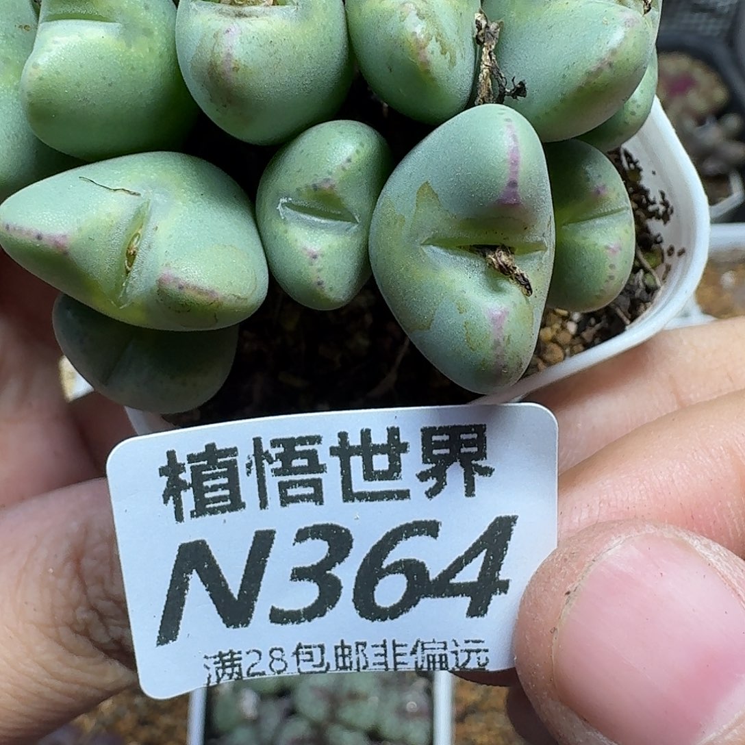 多肉植物的人生jkkll