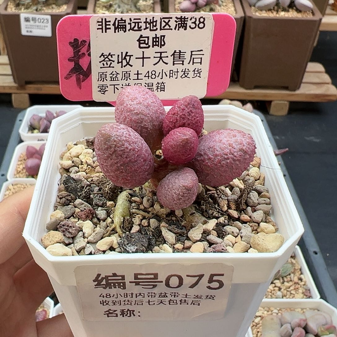 075腹部多肉植物