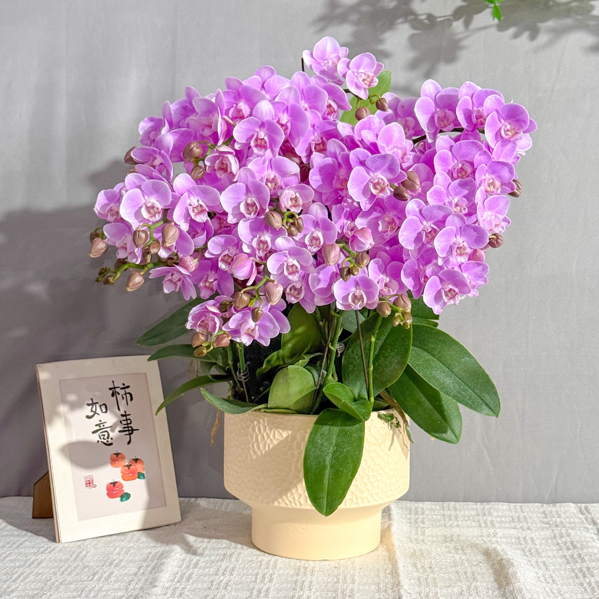 悦己蝴蝶兰《婚宴》鲜花 绿植 北欧风 好养花期长 年宵花 室内欣赏