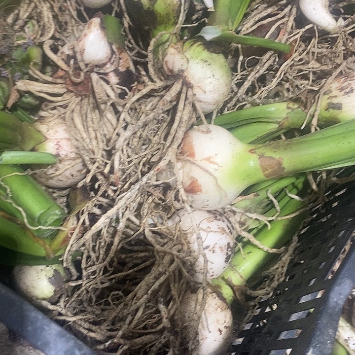 六以上朱顶红安吉拉无激素