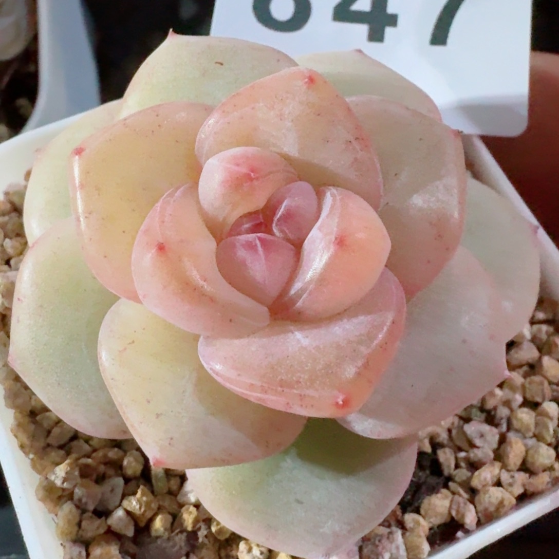 金樽        粉 多肉植物新品上新