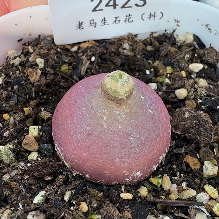 老马生石花2.5灯泡2423