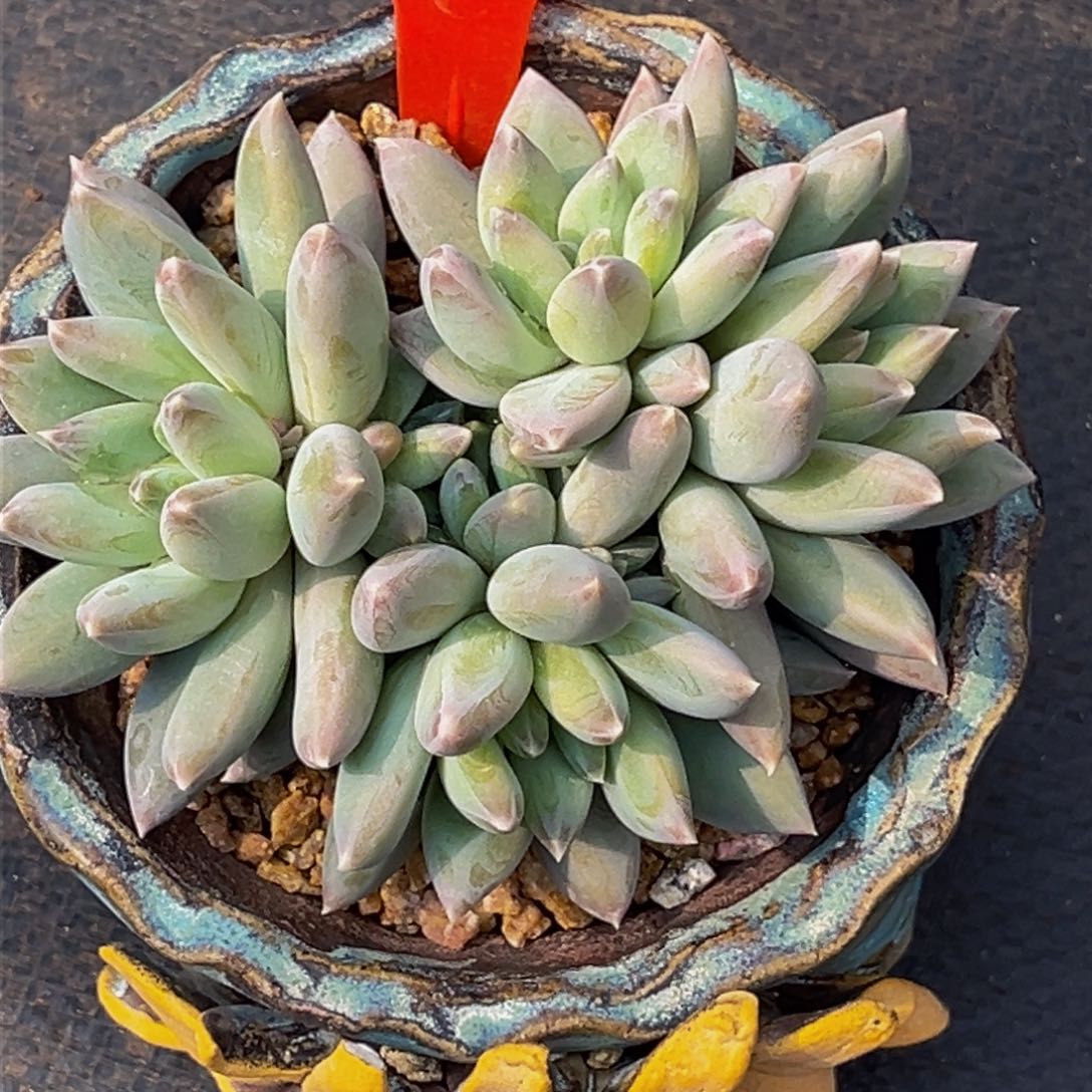 0033号上午多肉植物群生多肉植物