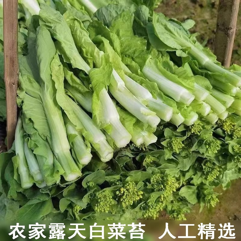 【顺丰包邮】湖北新鲜农家白菜苔当天现采现发当季新鲜蔬菜白菜心
