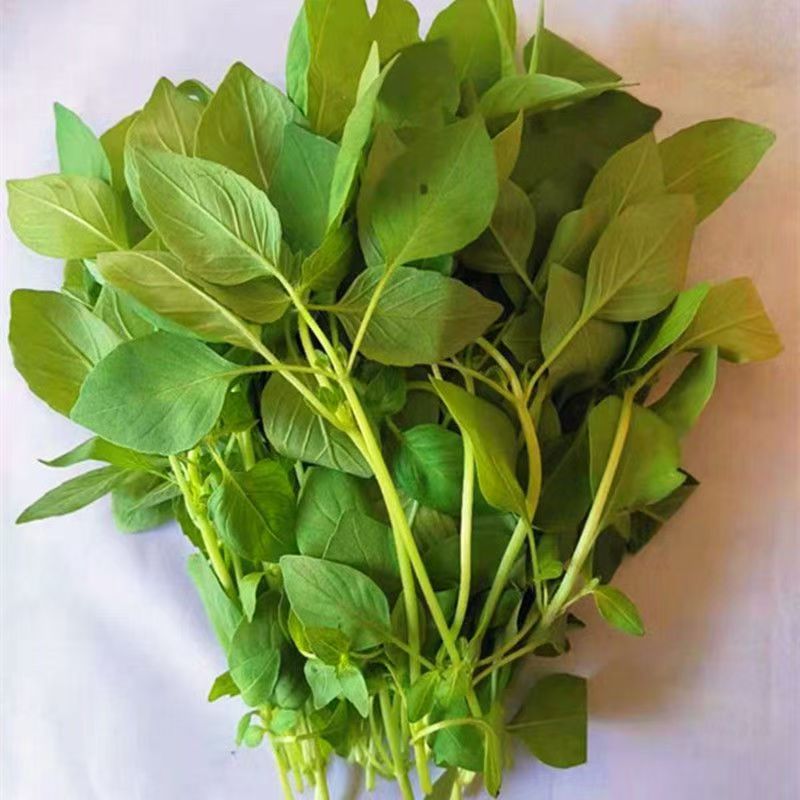 （不带跟发货）河南大叶荆芥先拔现发