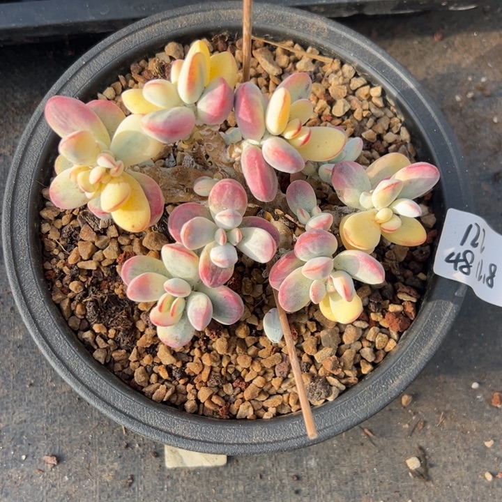 无花朵122号福娘锦无砍