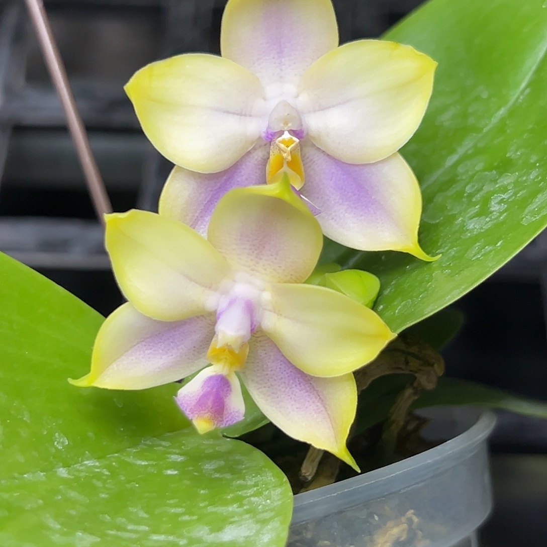 完全开放l067三寸ys1166