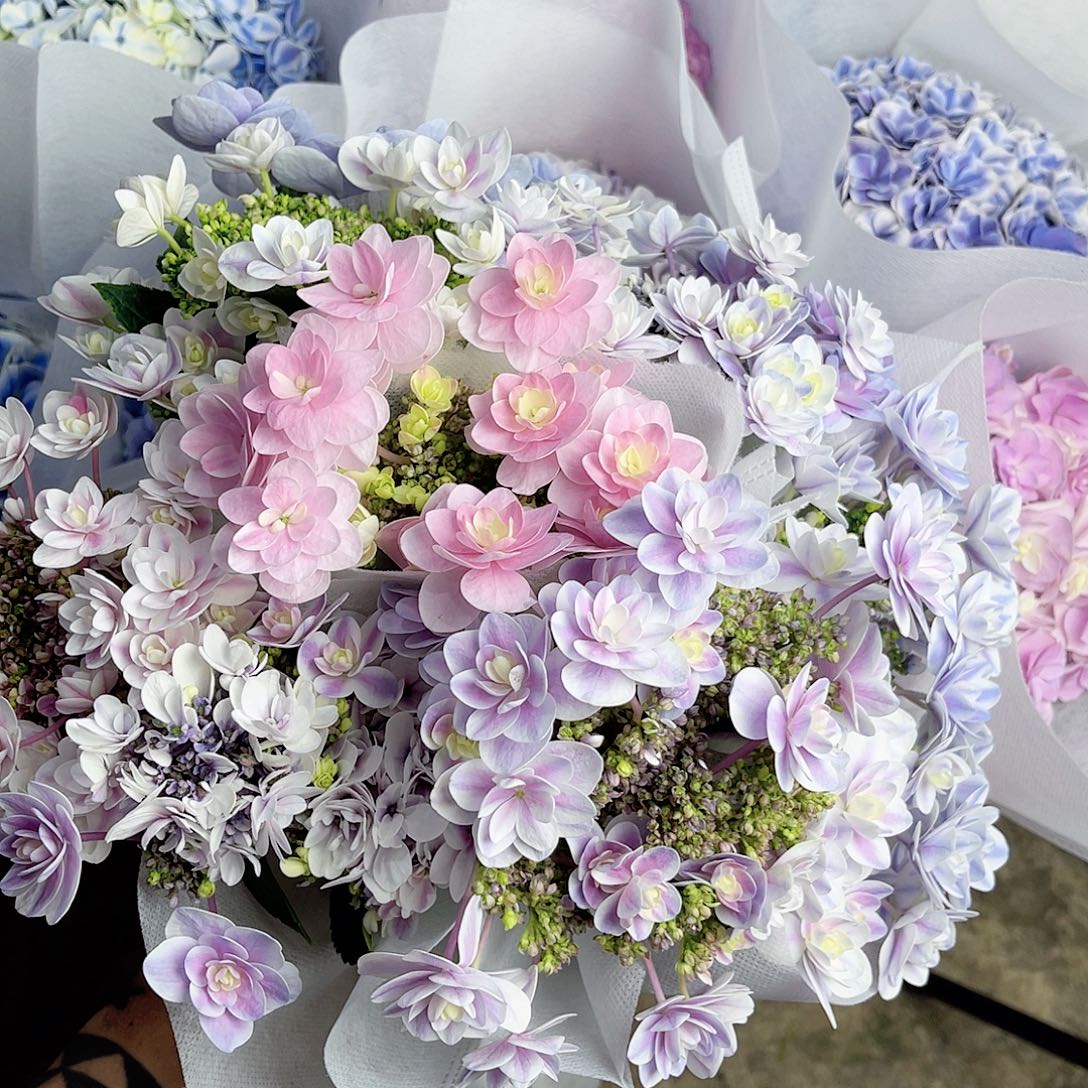 完全开放稀有绣球花202九枝