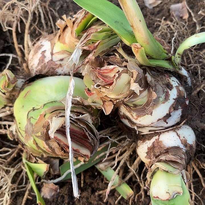 杂交两颗6号开花不售后