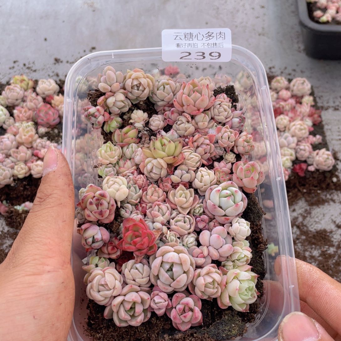 云糖心多肉植物239