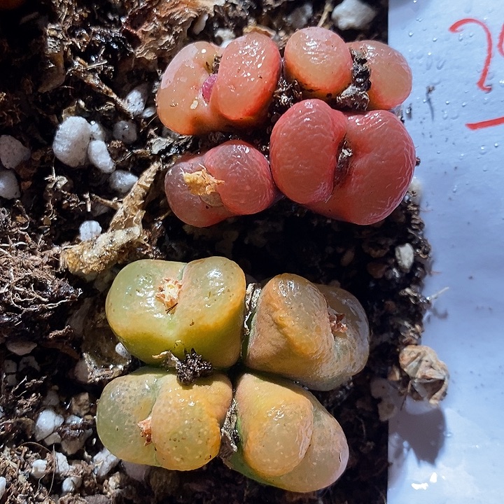 24378。  两颗周正四头。   