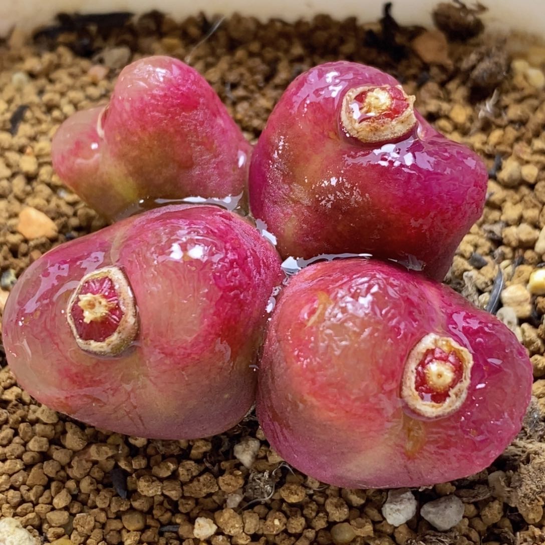 好看好看好看的四头群生毛