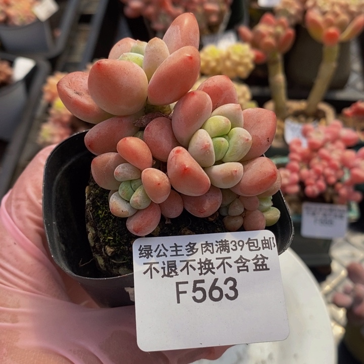 樱花洛神5cm563多肉植物