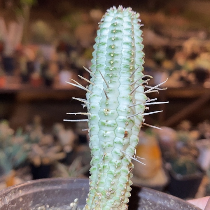 满38包邮2天凑单，脱土晾根发货多肉植物