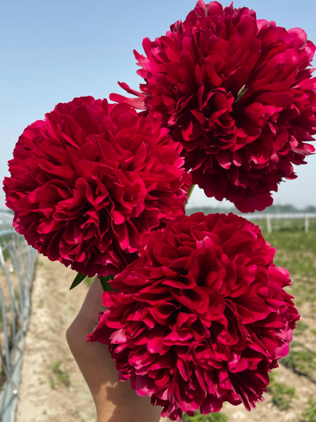 【红色雍容-芍药花苗】重瓣芍药花苗带芽四季开花阳台庭院盆栽