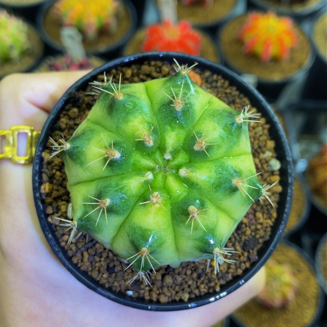 米哈星球名品green000000006