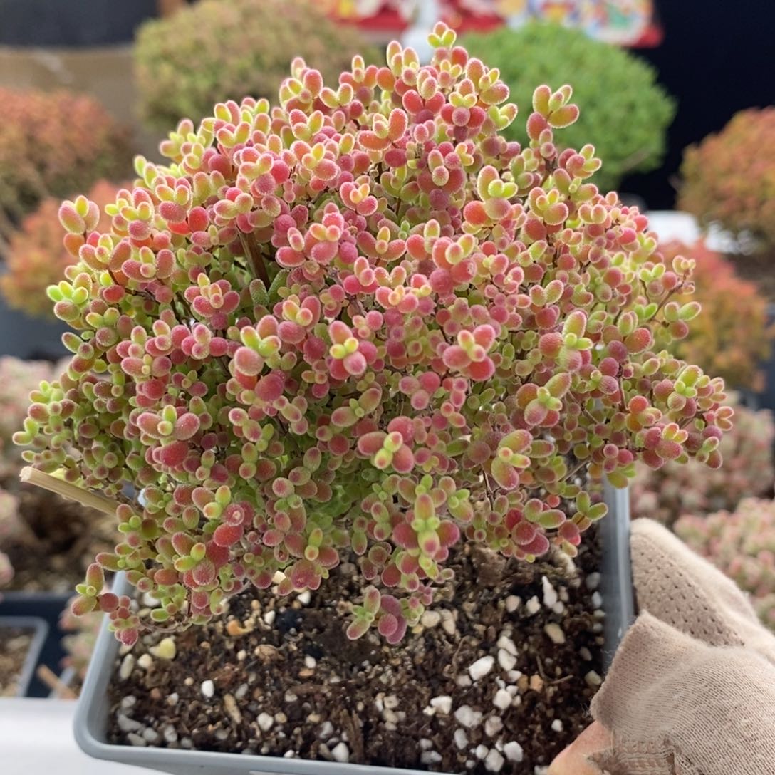 蜜橘糖球6913枝干番杏