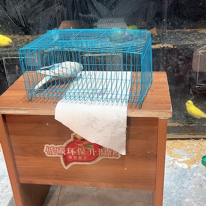 虎皮鹦鹉特色虎皮