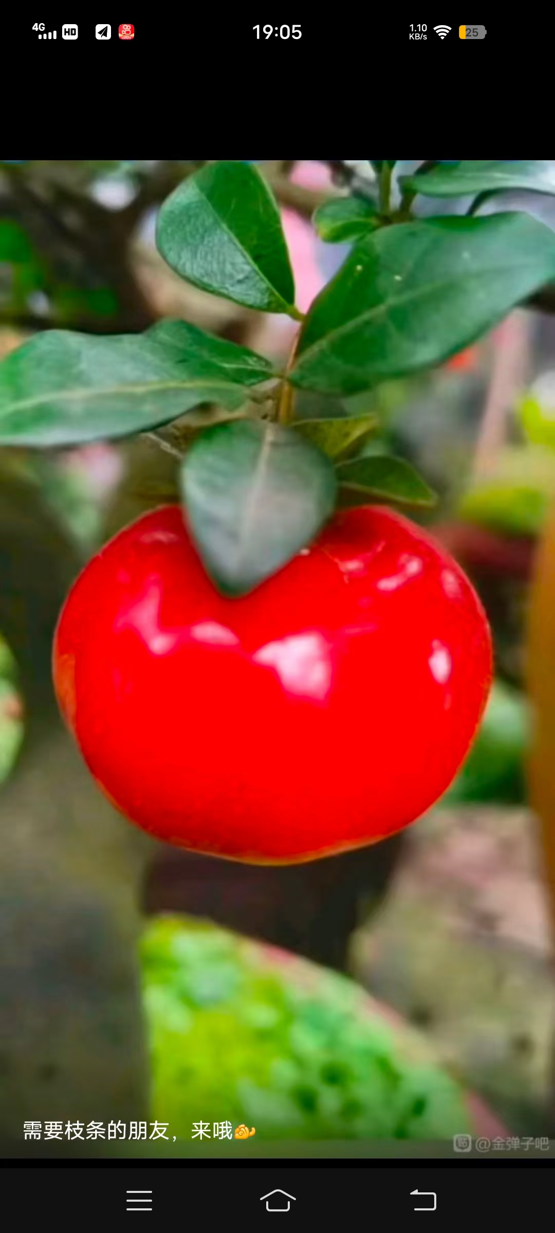 金弹子杨家院子中国红嫁接苗正品包对版