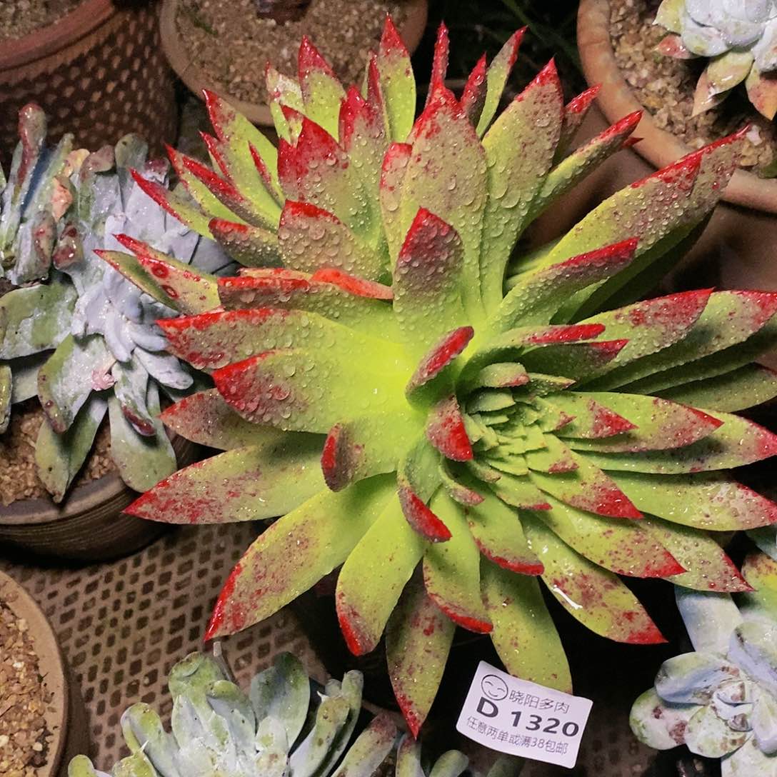 【闪购商品】哈哈哈哈坎代多肉1320