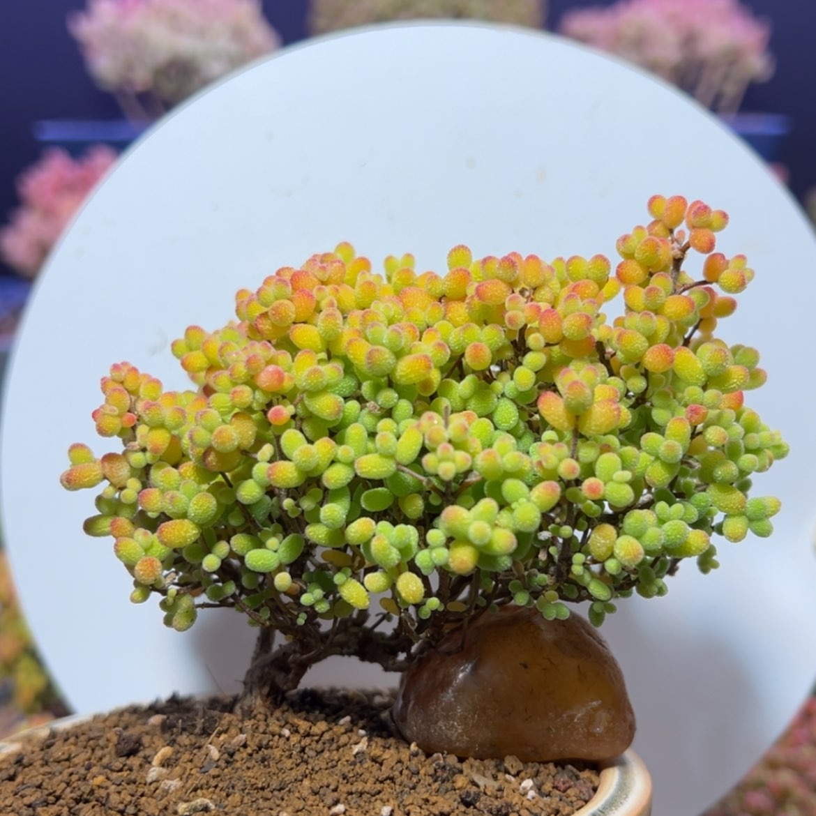 【闪购商品】d516造型桩金桔不含盆价