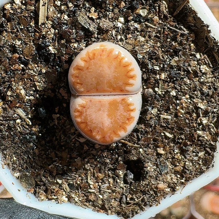 生石花11111111。  103