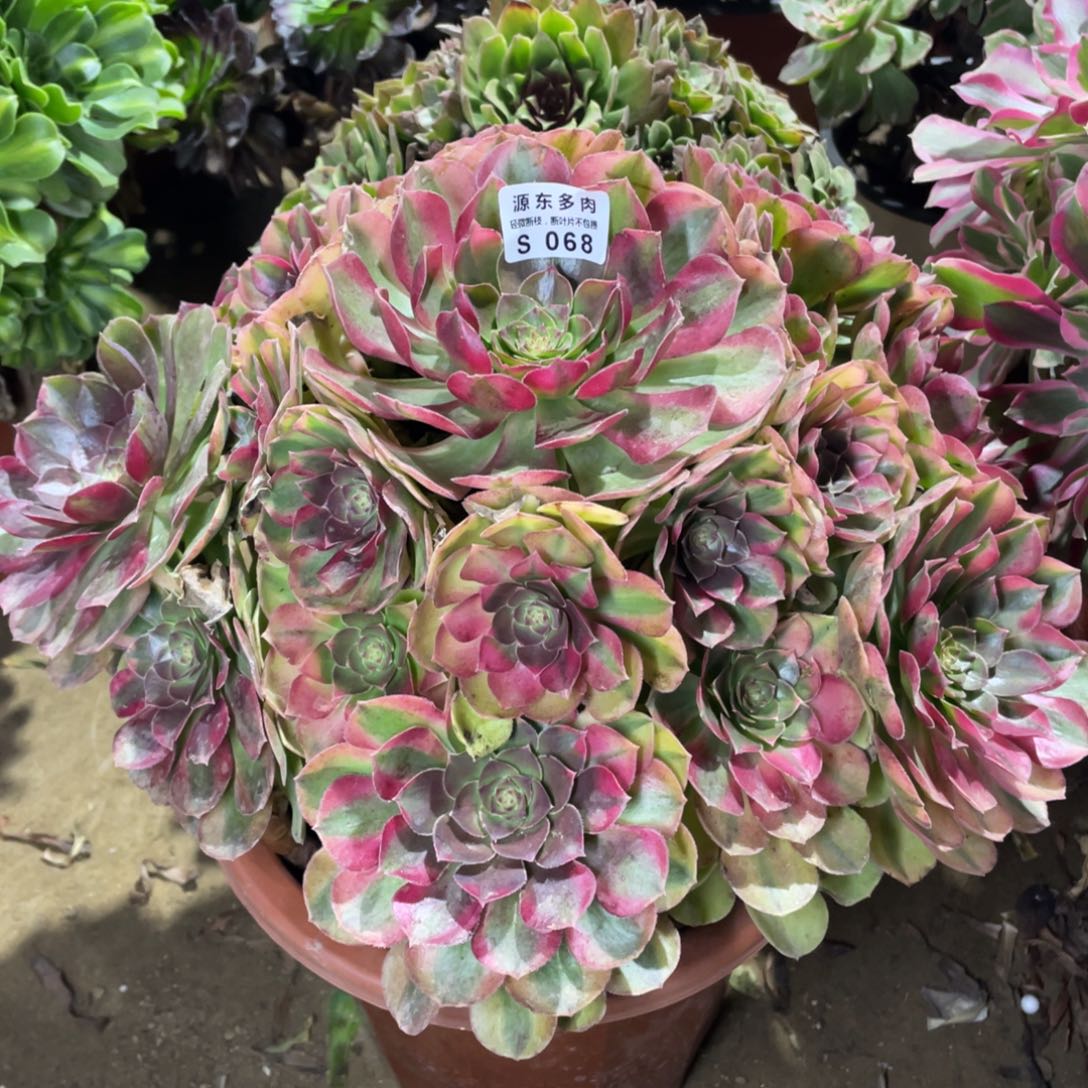 068雨荷多肉法师断枝不包