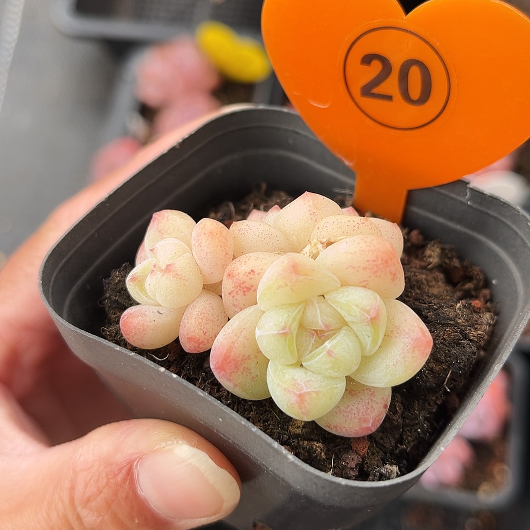 ****犀20号小老桩糖心群