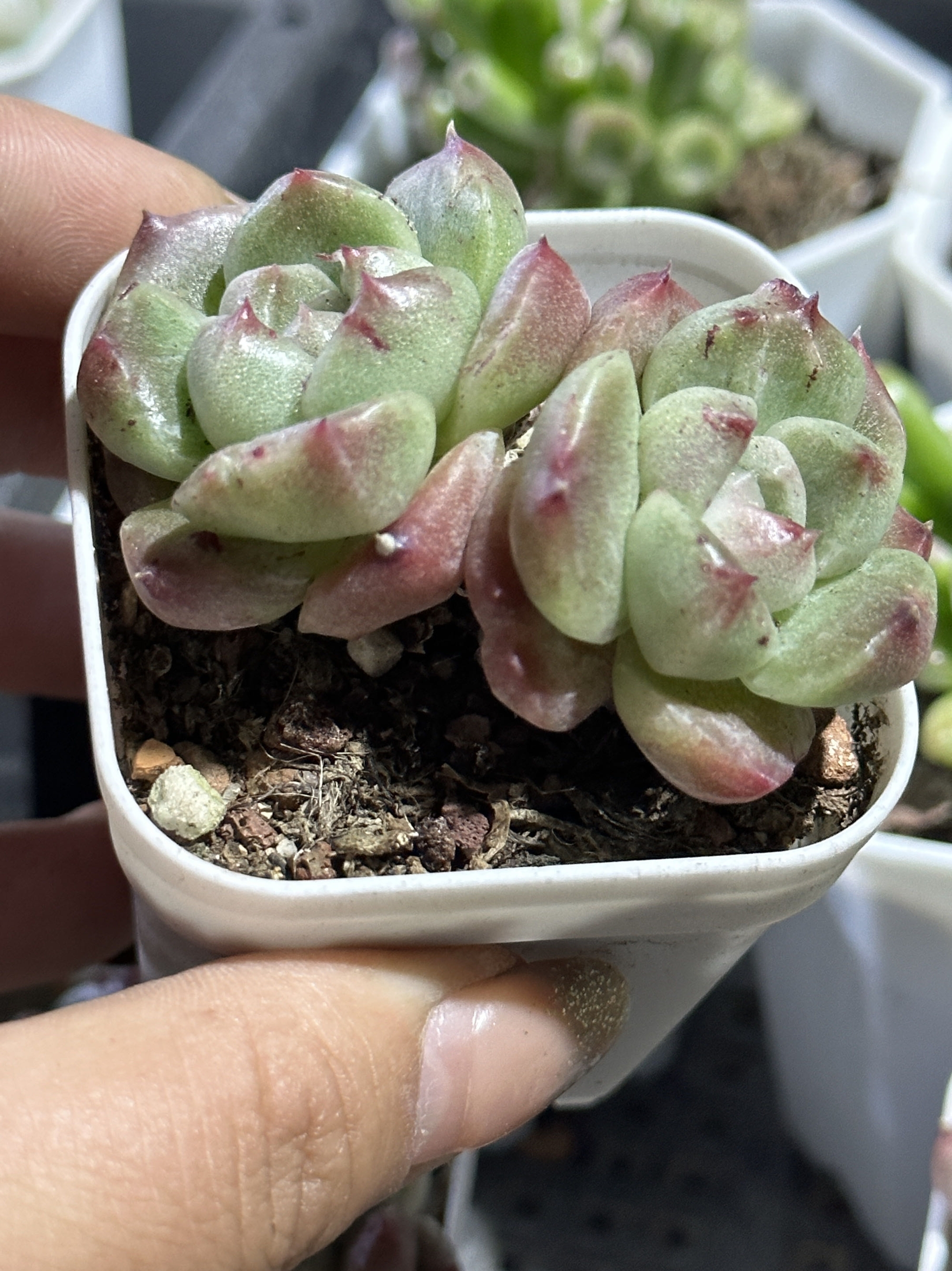 本店随机多肉植物一颗