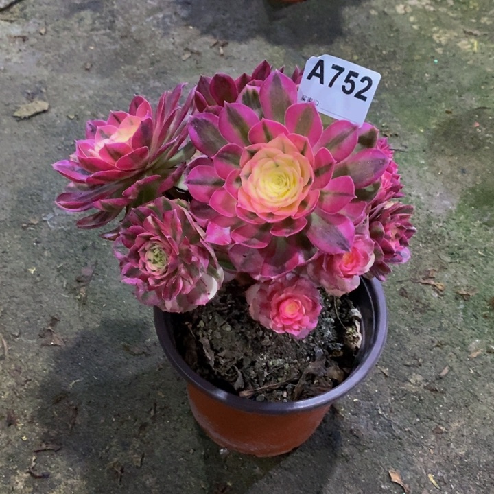 倾城多肉植物752