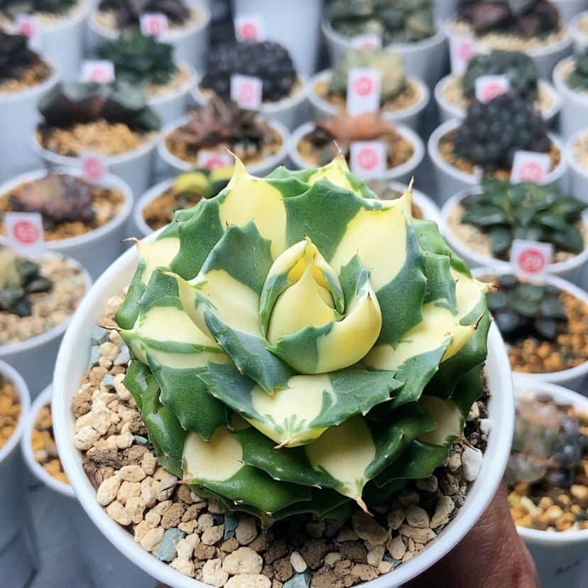 【闪购商品】黄中斑