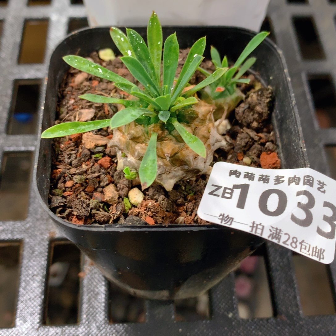 肉萌萌拇指盆精控多肉ZB1033