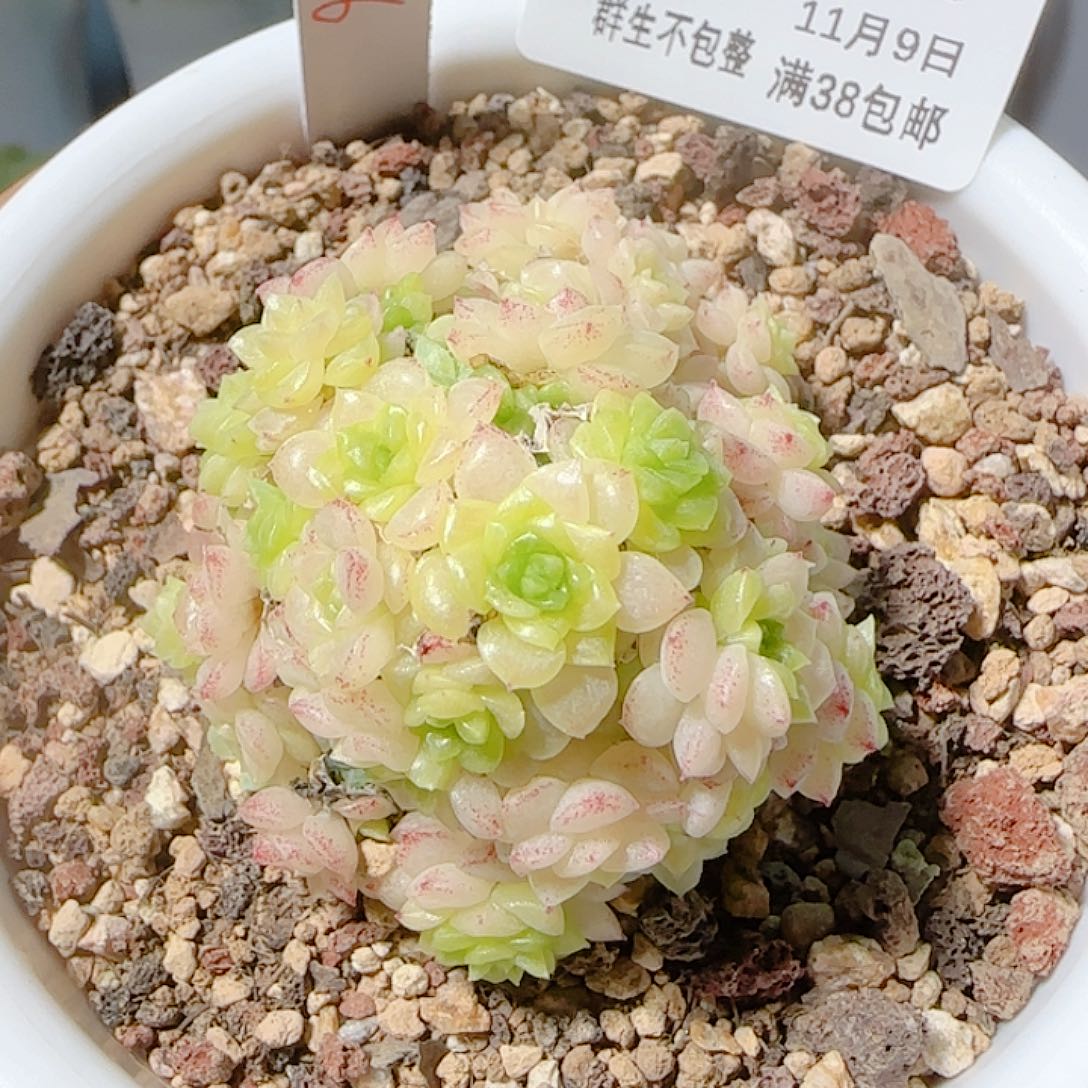 1109-227ht-56麦杆