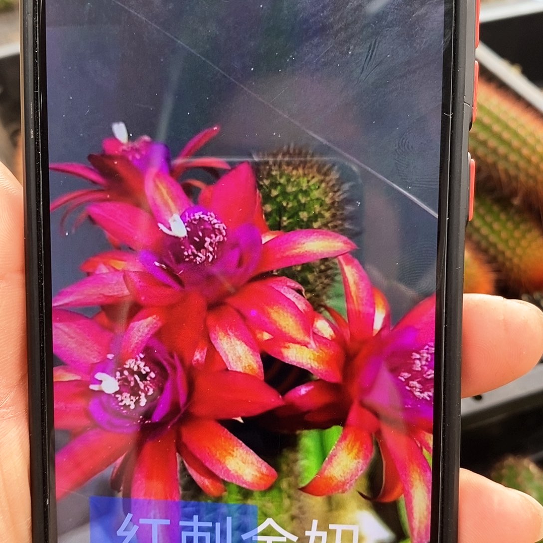 红刺金妞枝条25公分左右