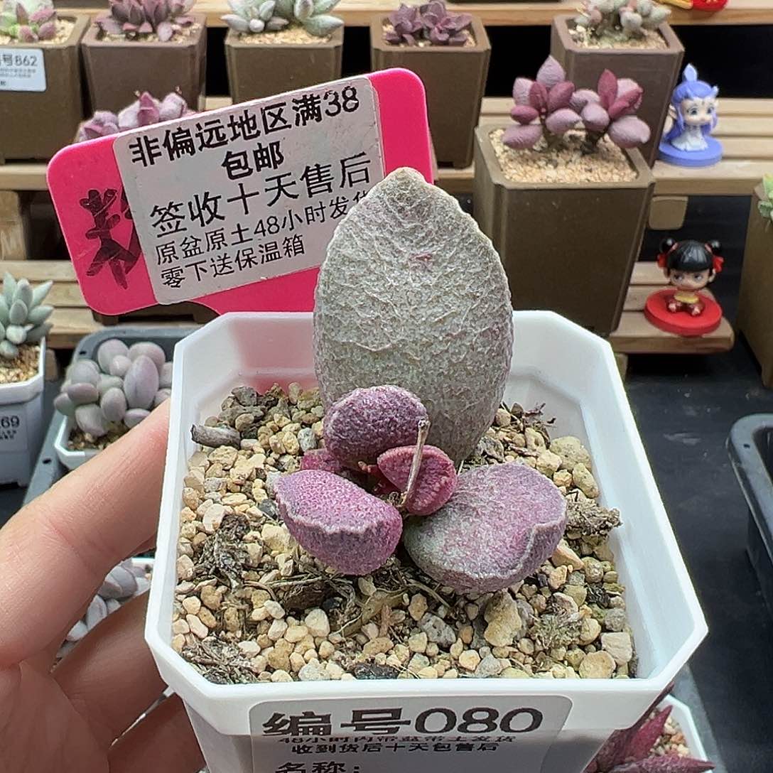 080哈默猪肝多肉