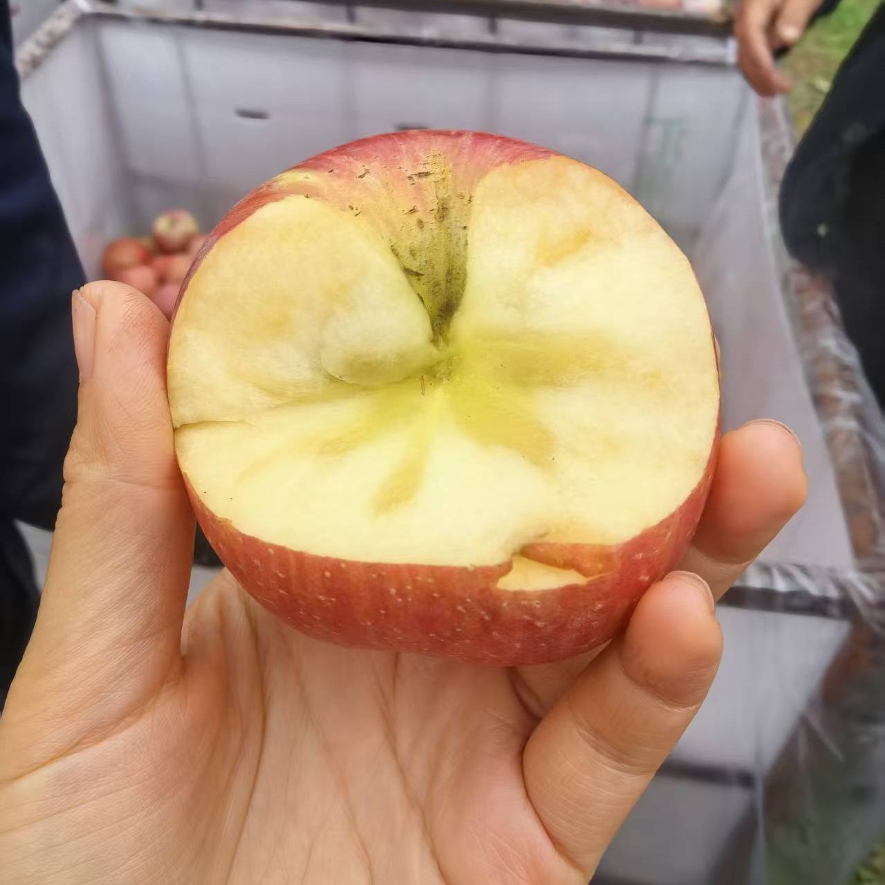 《一级冰糖心》甘肃庆阳黄土高原冰糖心丑苹果(红富士）头茬新鲜脆甜