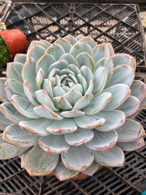 地栽橙梦露  皮实  好养  颜值高（脱土发货）