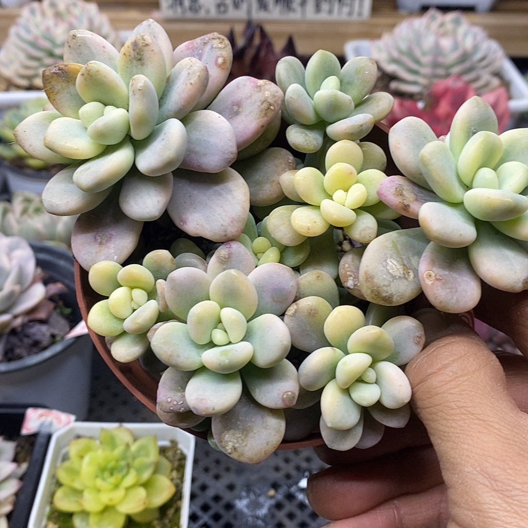 0384 洛神锦群有砍 微瑕 需延时发货