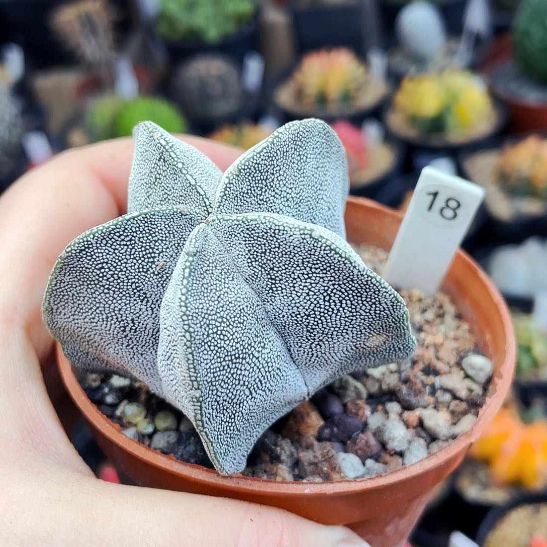 特价非偏远地区满25包邮仙人球