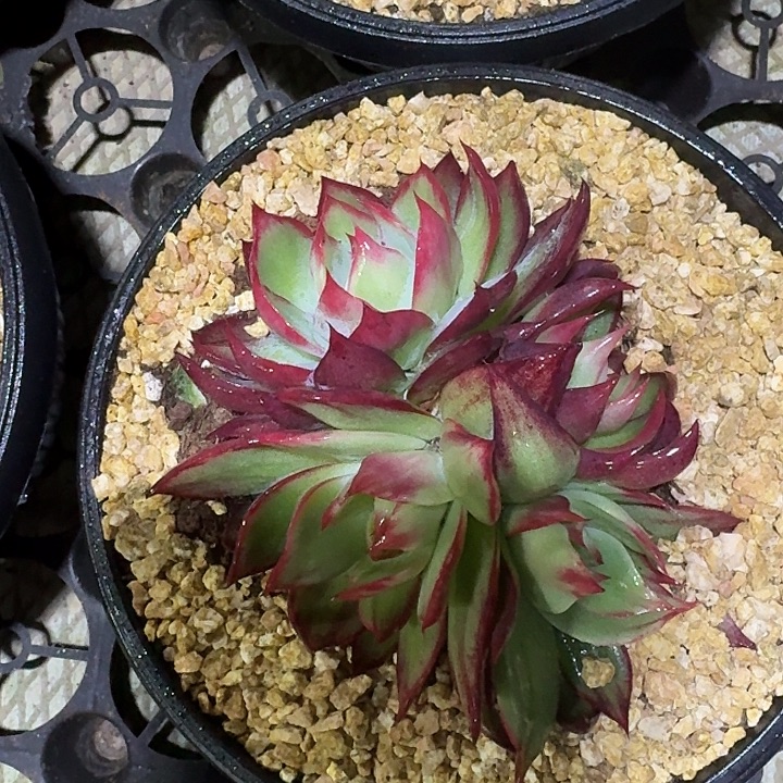 惊鸿仙子多肉植物