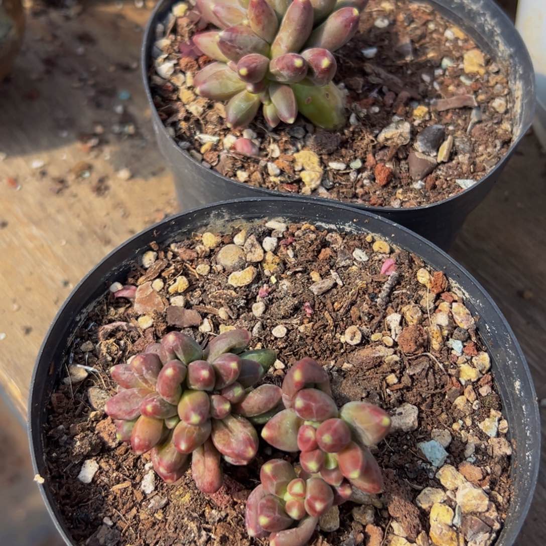 为**歌2颗大小不等大小不等