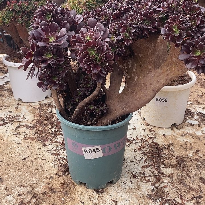 B045欧紫缀化自然朵朵48-1