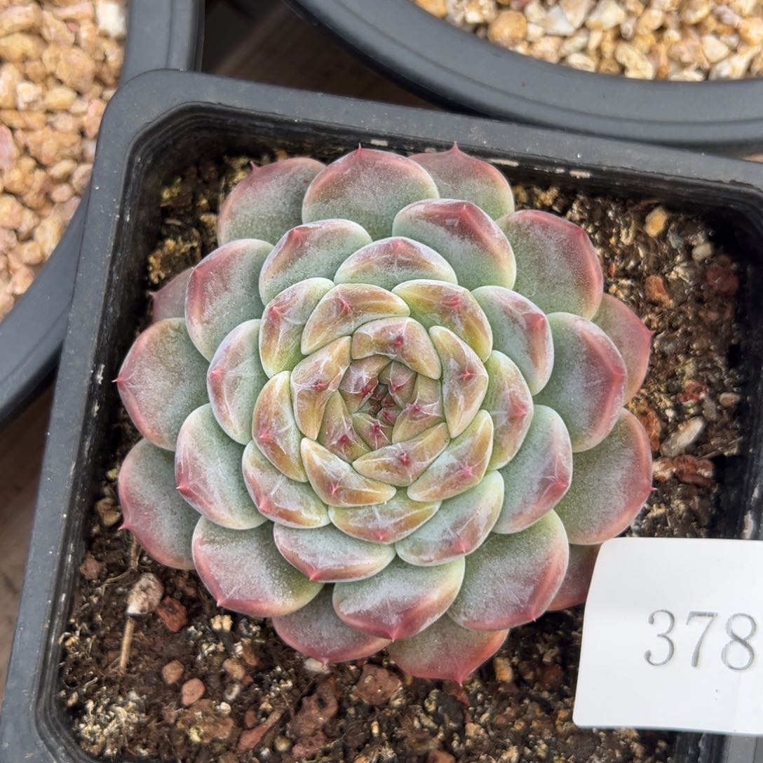 红*?3787肉肉肉肉肉肉