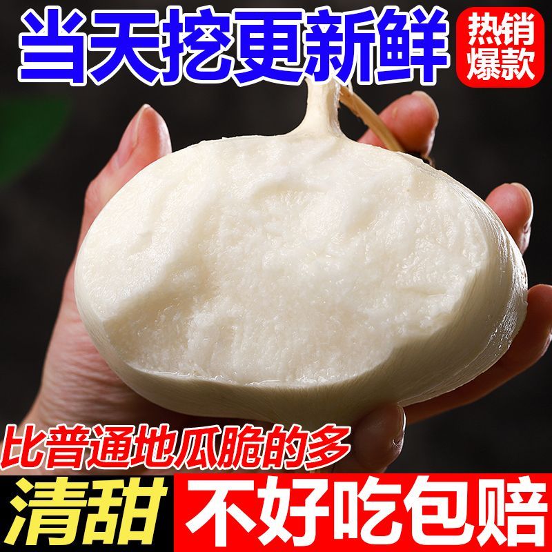 2025贵州地萝卜新鲜水果影季新鲜上市农家种植地萝卜凉薯土瓜地瓜