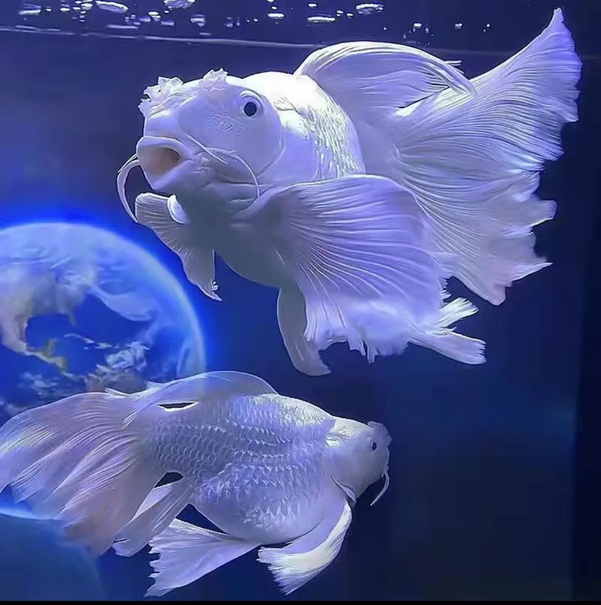 纯种白蝴蝶锦鲤观赏鱼大鳍大尾冷水鱼好养耐活