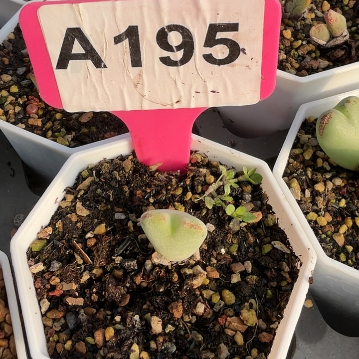 爱***的195nhhhnhhbjbhjjjh