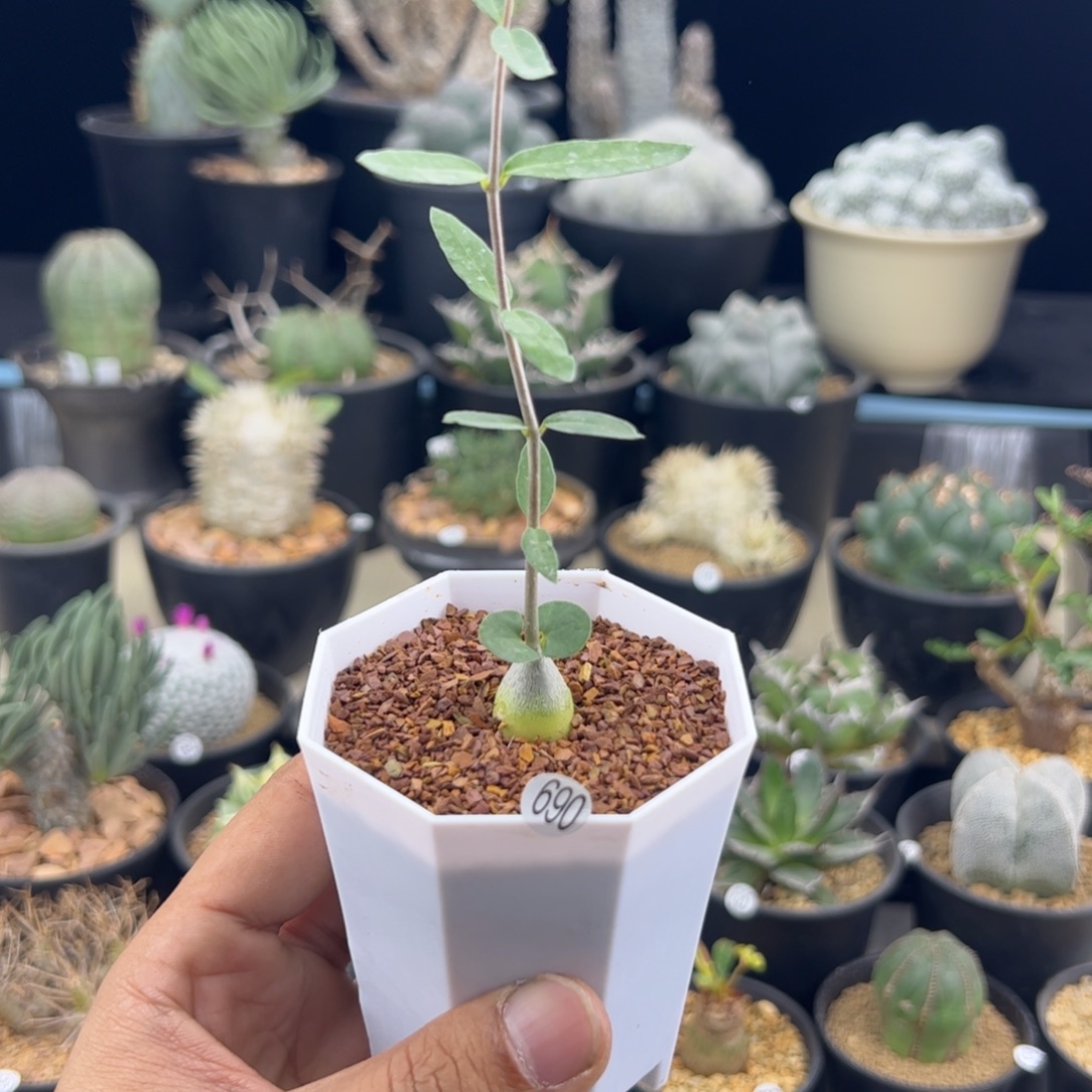 火星人一物一拍690